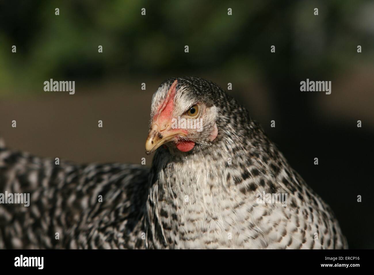 poulet Banque D'Images