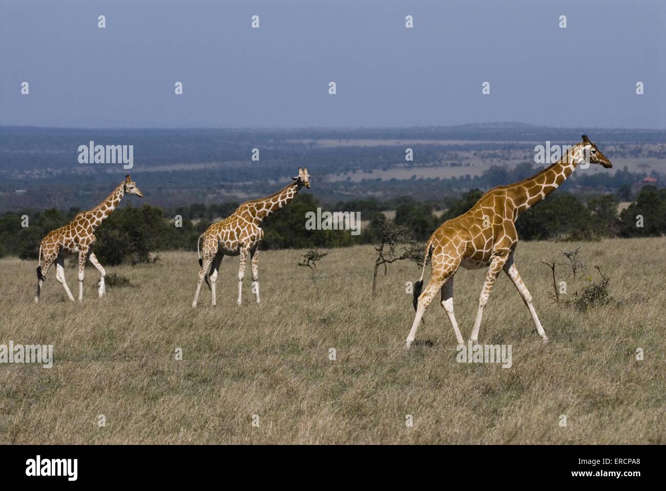 La girafe réticulée Banque D'Images