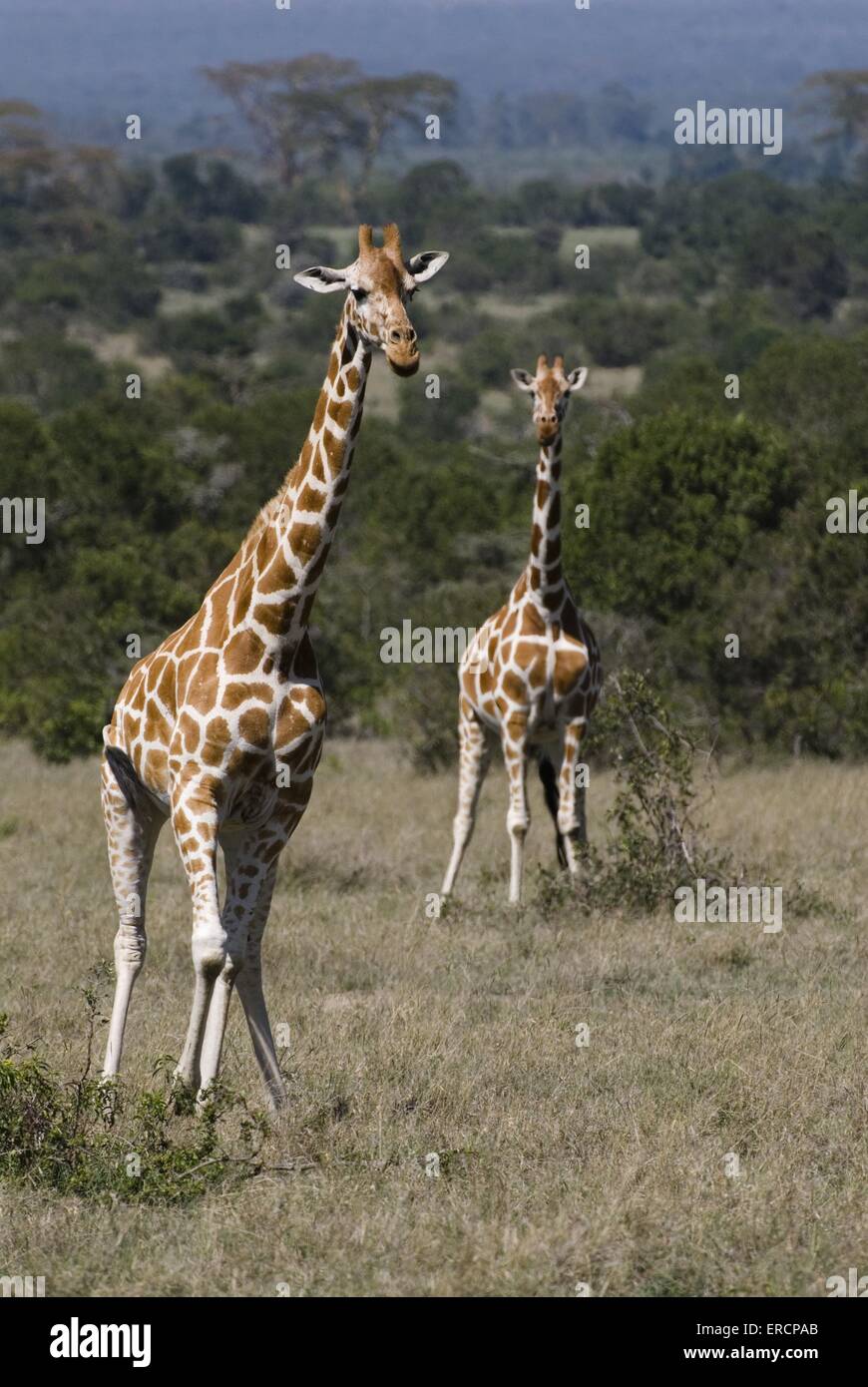 La girafe réticulée Banque D'Images