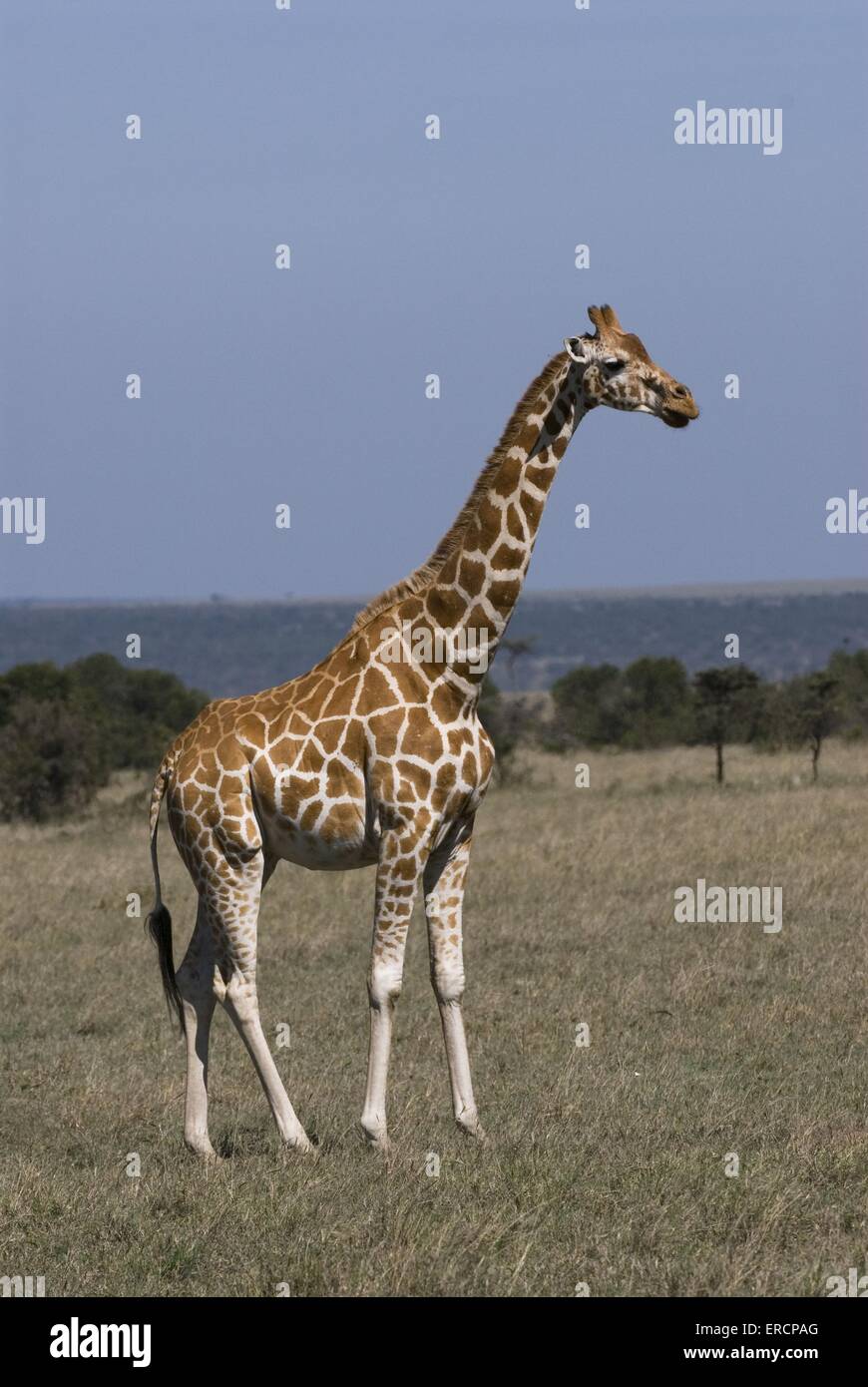 Giraffe réticulée Banque D'Images