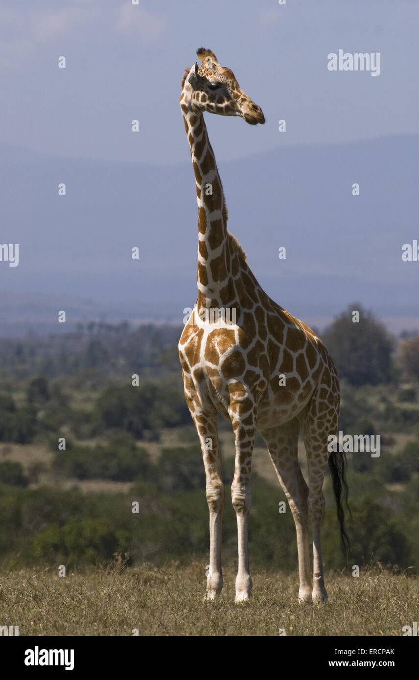 Giraffe réticulée Banque D'Images