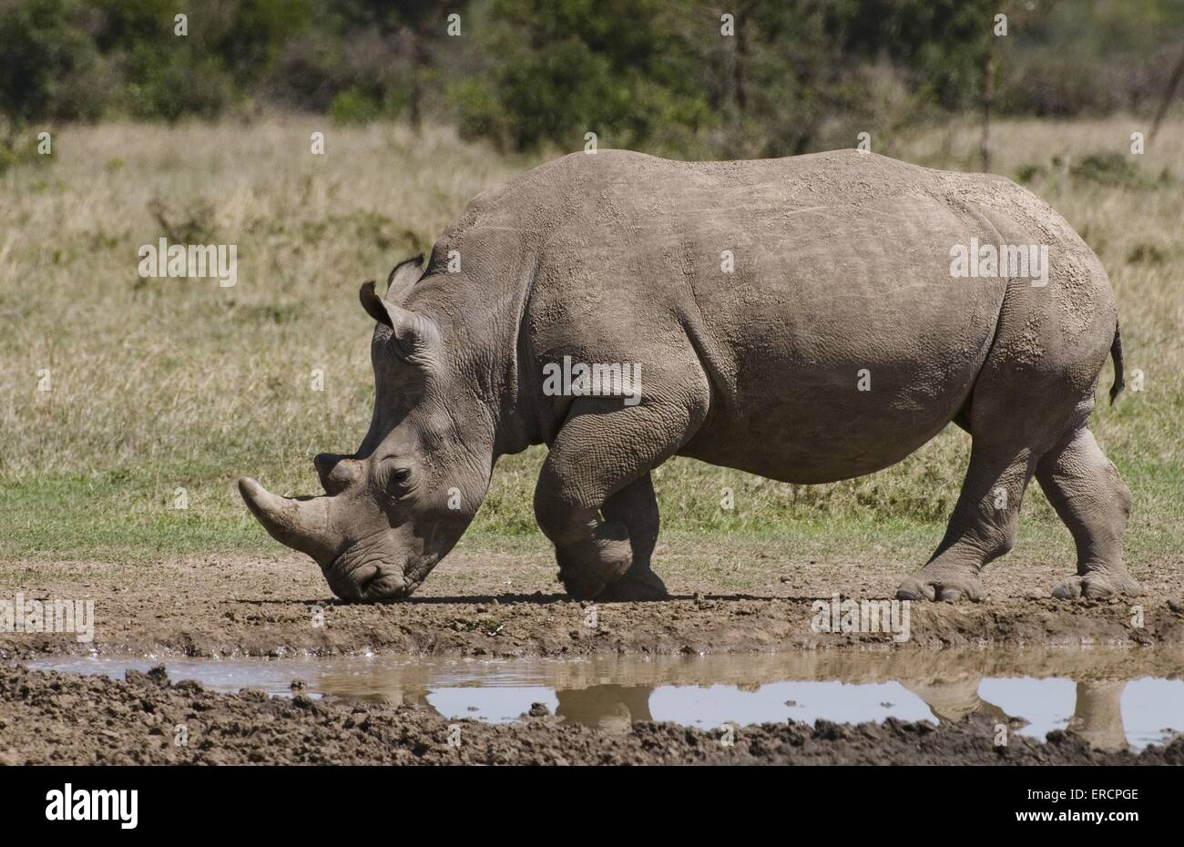 Rhinocéros blanc Banque D'Images