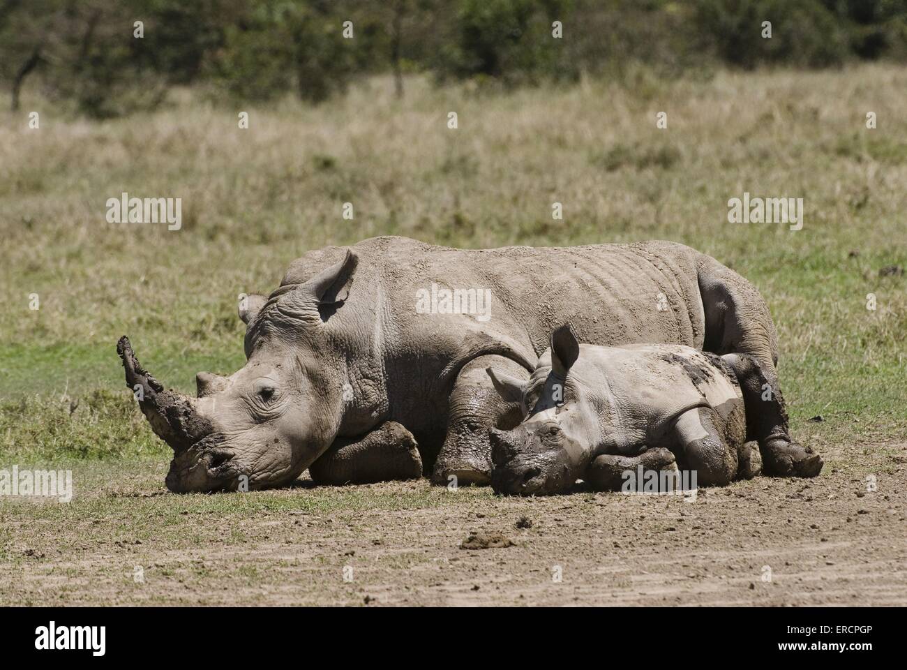 Les rhinocéros blanc Banque D'Images