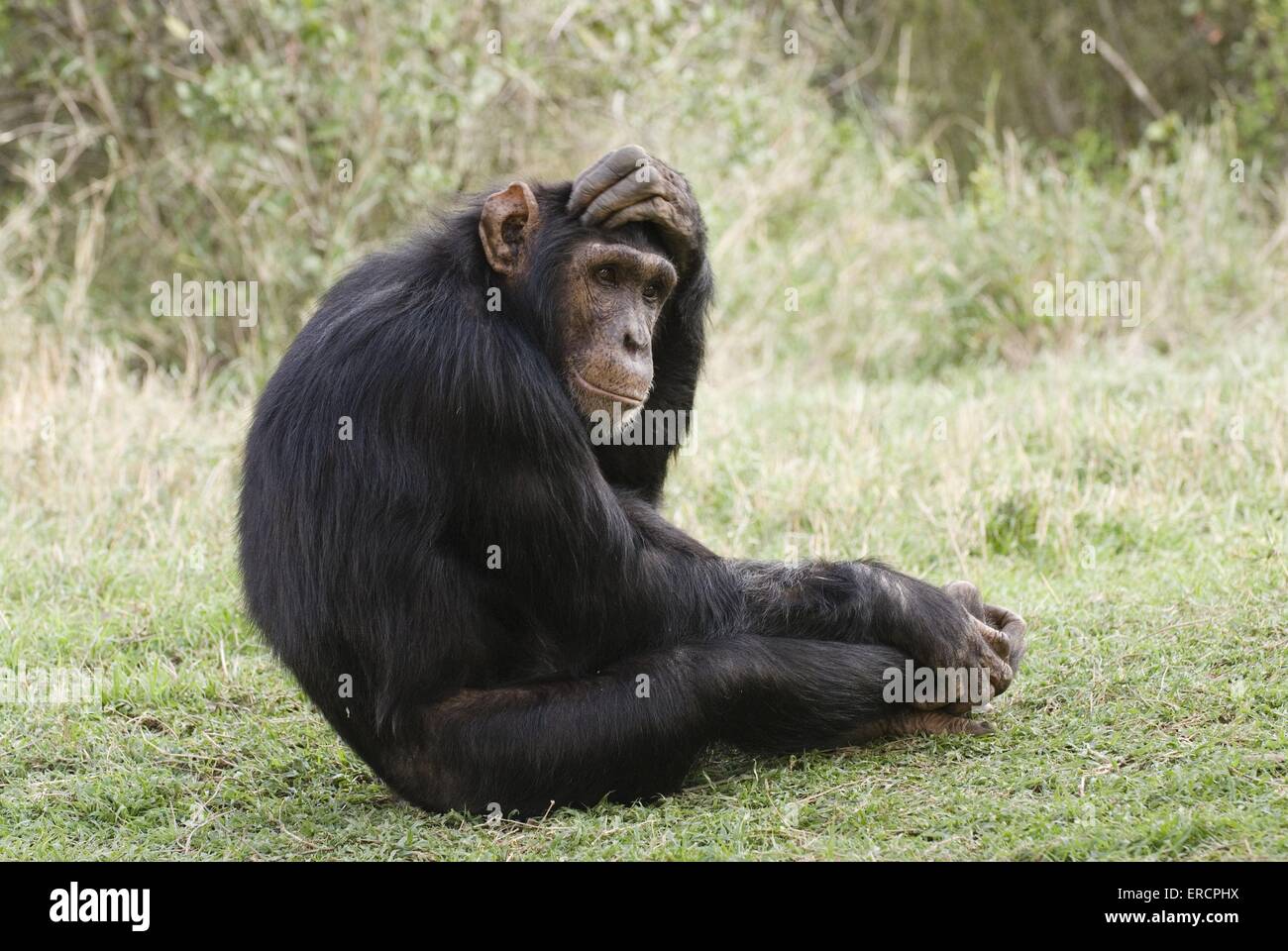 Le chimpanzé commun Banque D'Images