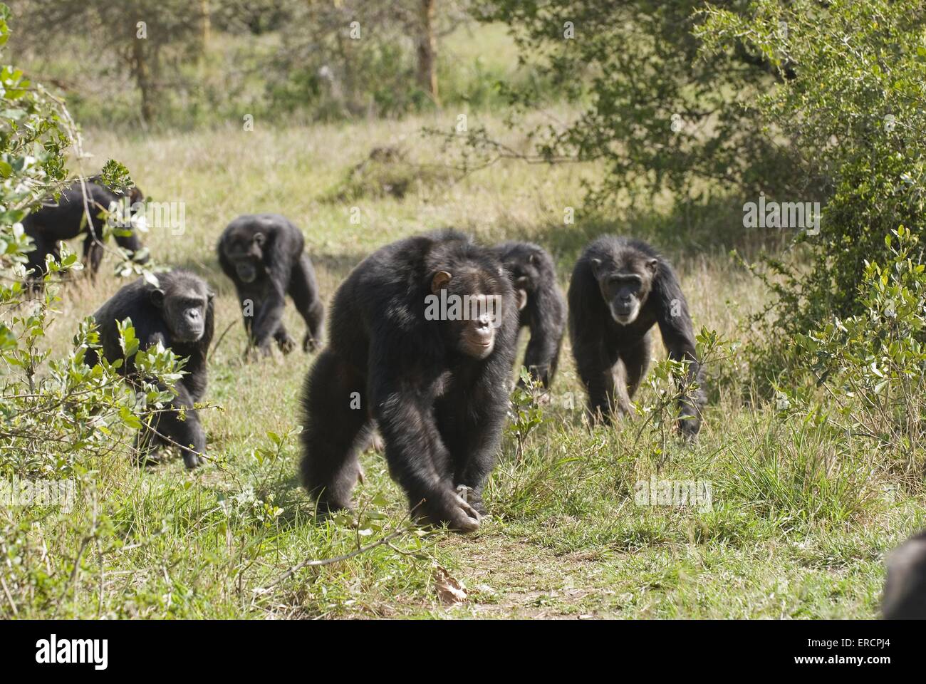 Les chimpanzés communs Banque D'Images
