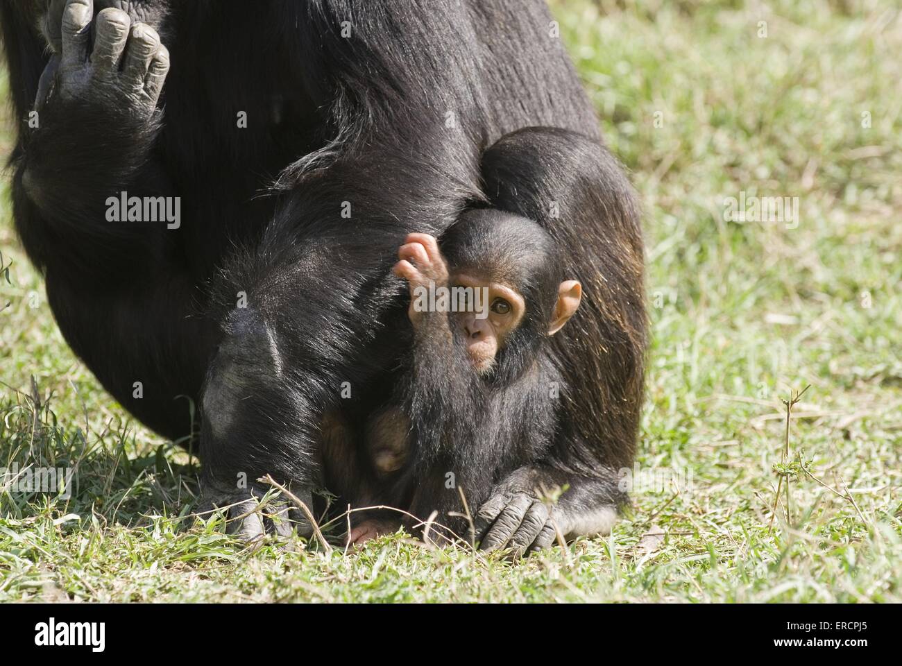 Bébé chimpanzé commun Banque D'Images