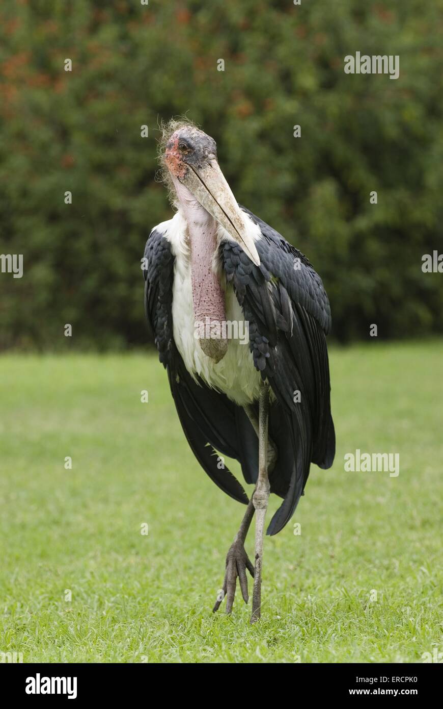 Marabou Banque D'Images