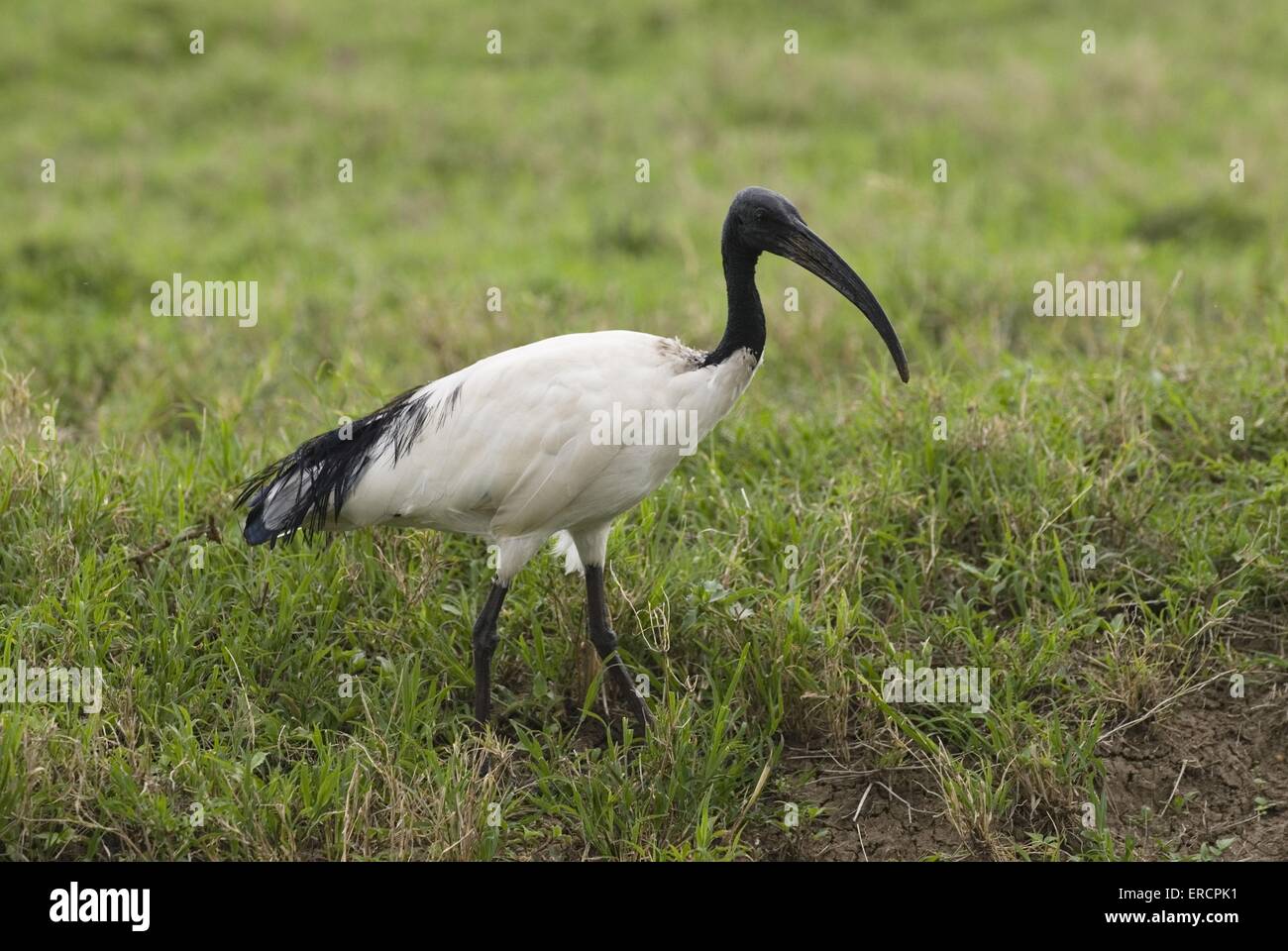 ibis sacré Banque D'Images