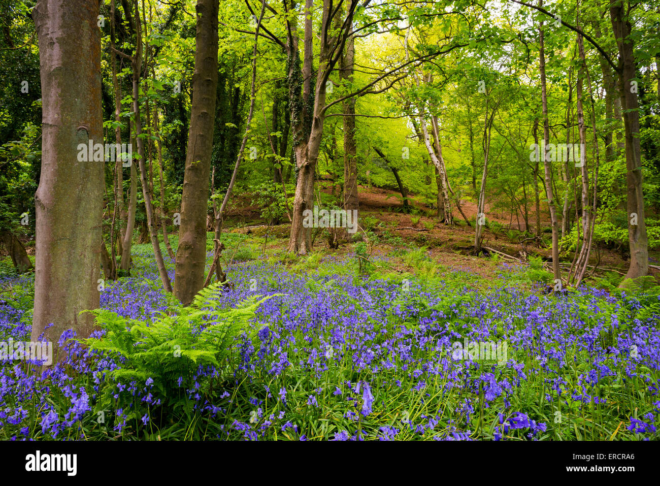 Bluebells sur le Wrekin, Shropshire, Angleterre. Banque D'Images