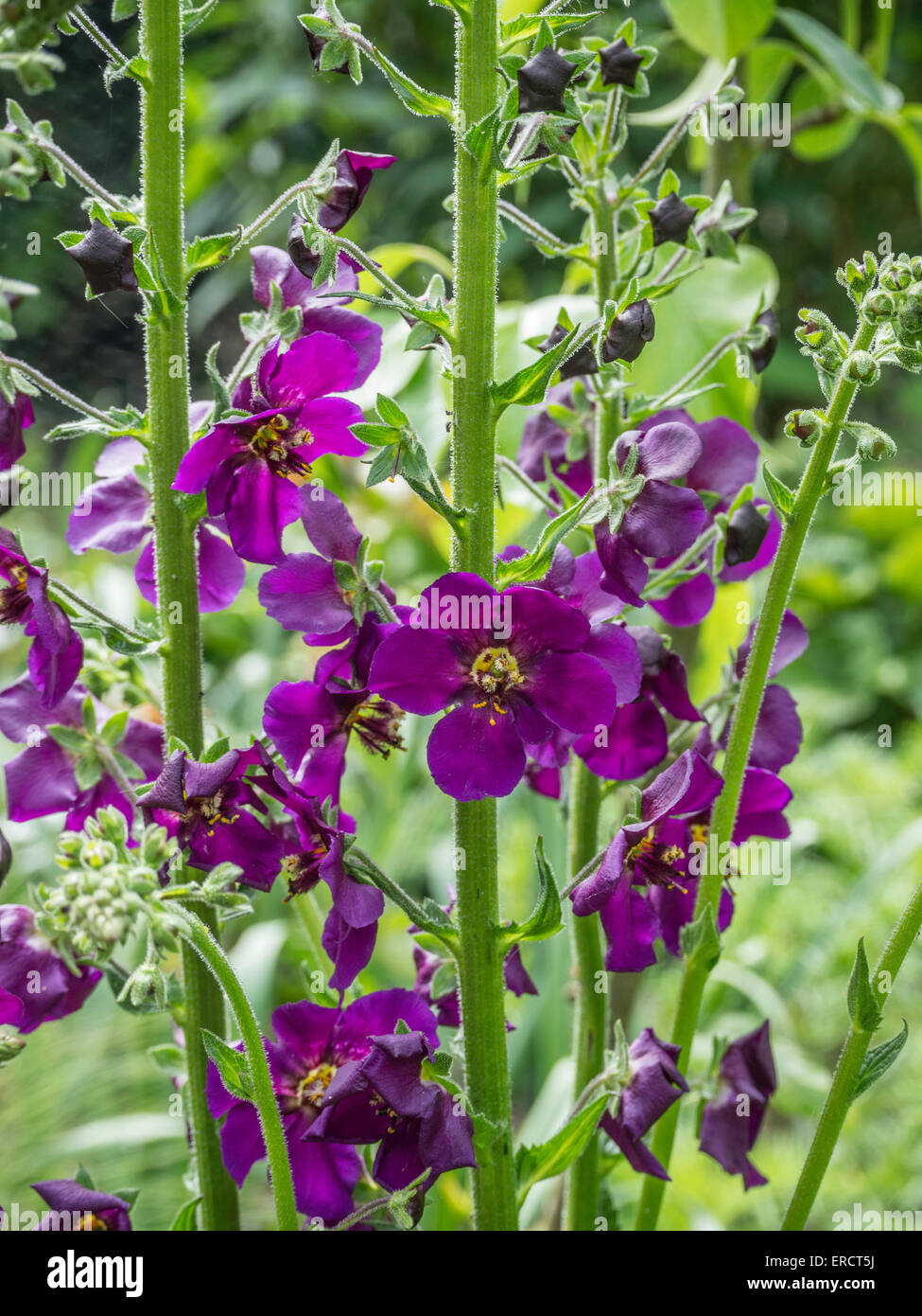 Verbascum phoenicum 'Violetta' fleurit Banque D'Images