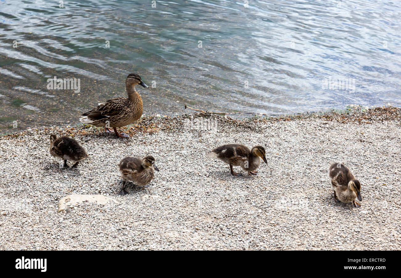 Une femelle colvert canetons et quatre sur les rives de la simple, Ellesmere, Shropshire, Angleterre Banque D'Images