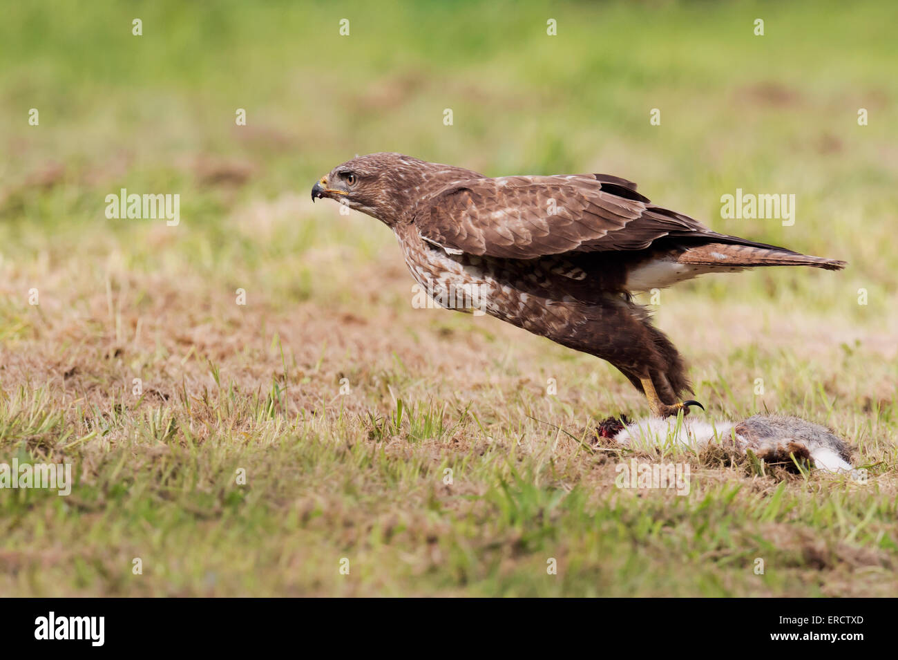 Wild Buse variable Buteo buteo, décoller avec lapin après le succès de tuer Banque D'Images