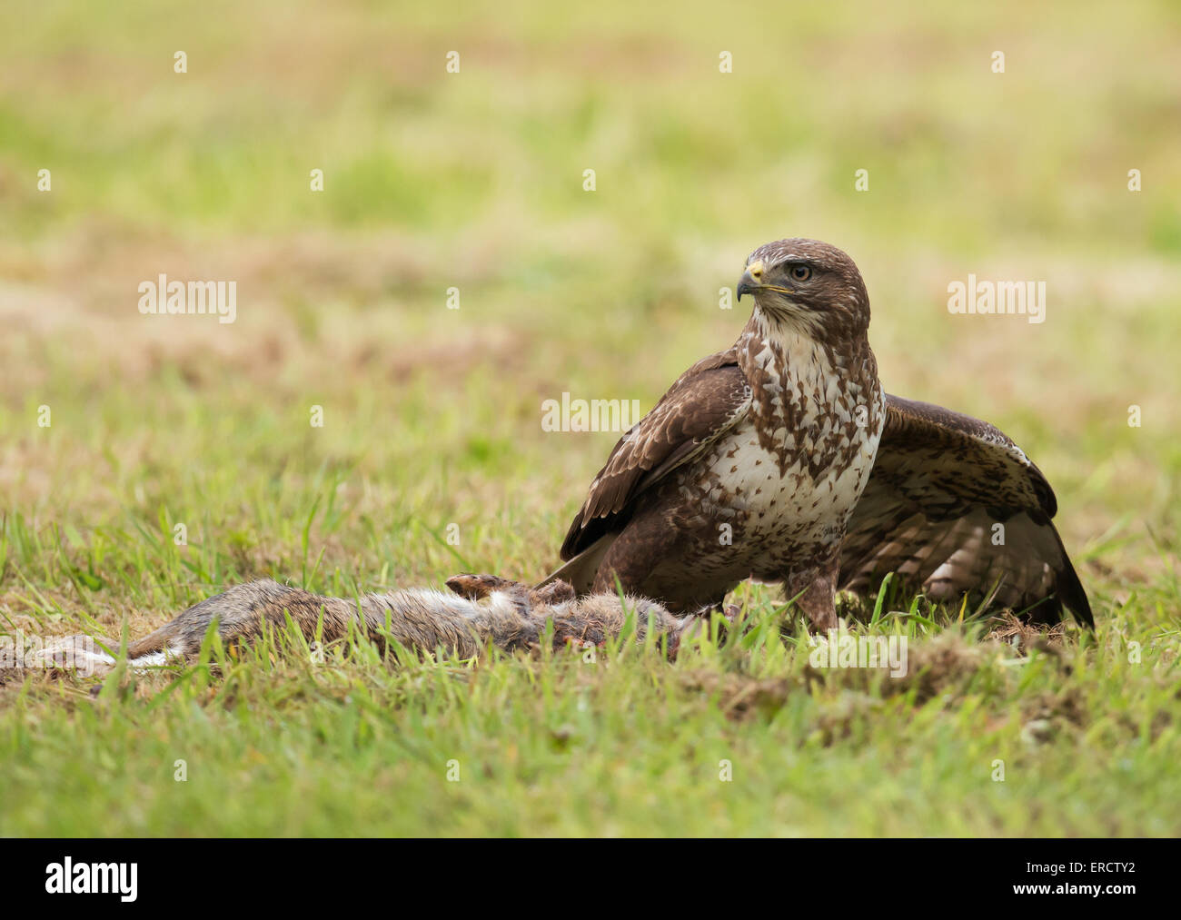 Wild Buse variable, Buteo buteo sur sol plus lambrequins c'est tuer le lapin Banque D'Images