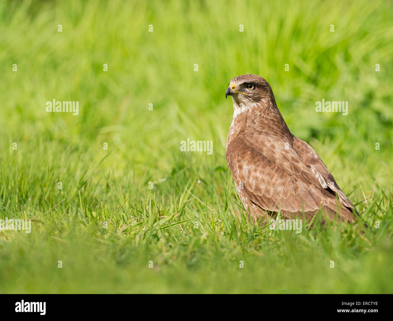 Wild Buse variable, Buteo buteo sur la masse dans la lumière du soleil du matin Banque D'Images