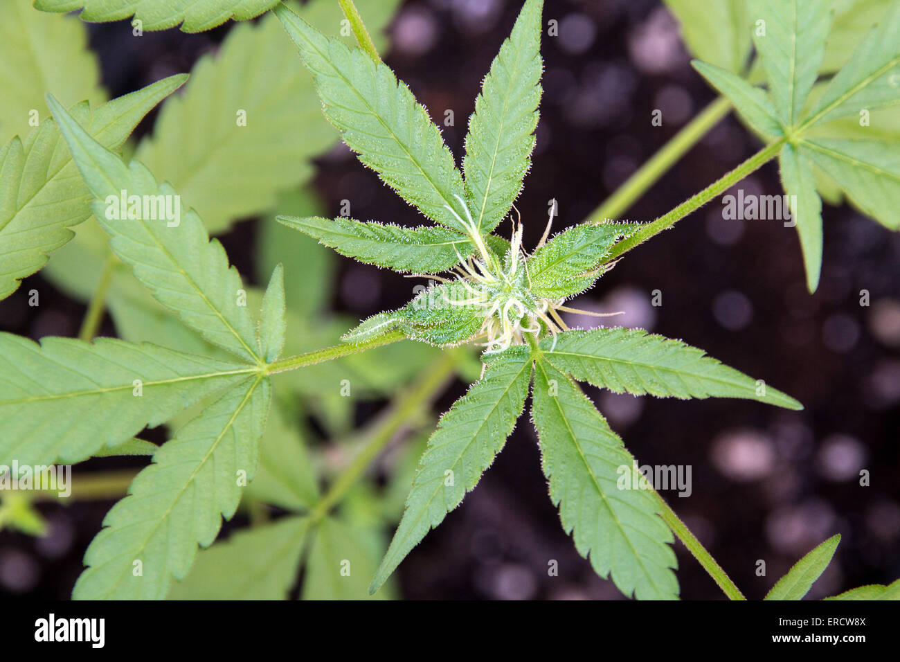 Medical marijuana plante appelée aussi le cannabis bud closeup Banque D'Images