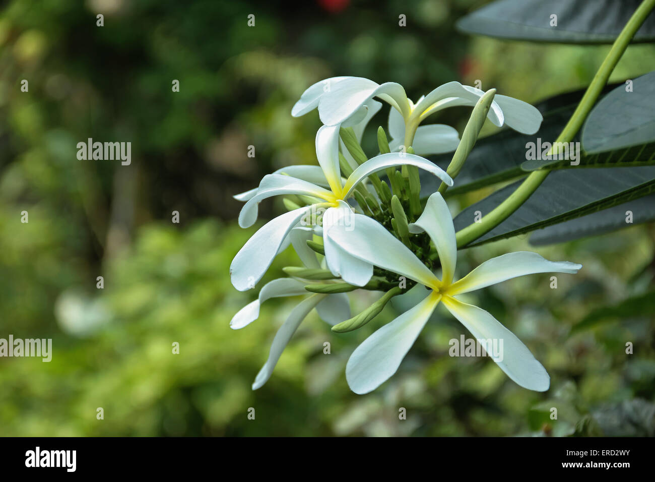 Champaca blanc sur les fleurs Banque D'Images