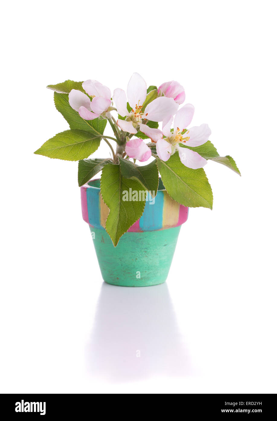 Apple rose et blanc des fleurs dans un pot minuscule Banque D'Images