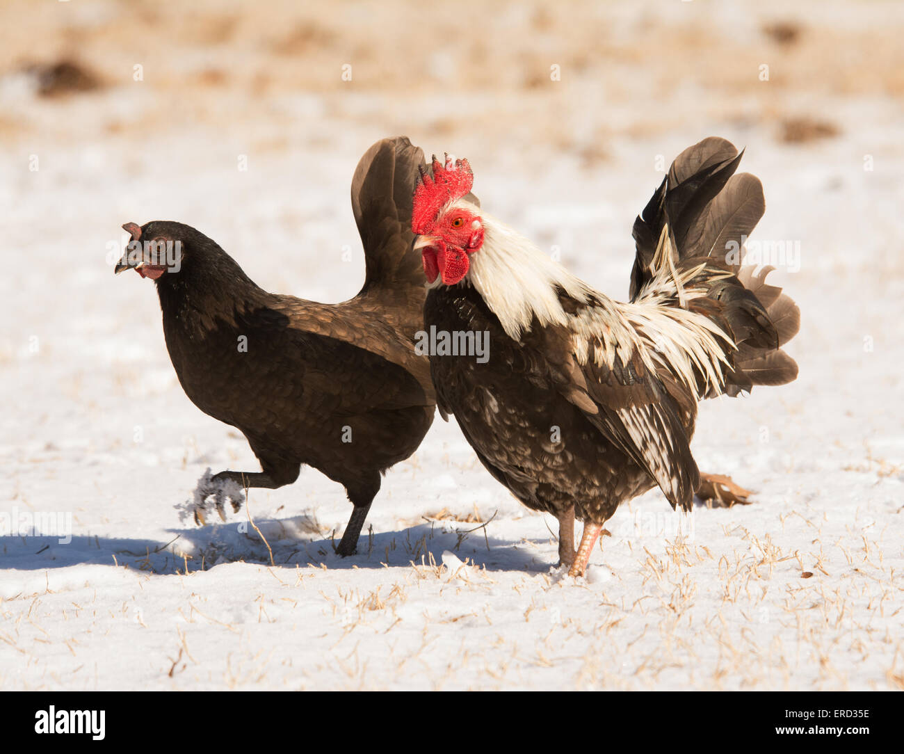 Poule Bantam rooster et marcher dans la neige en plein soleil Banque D'Images