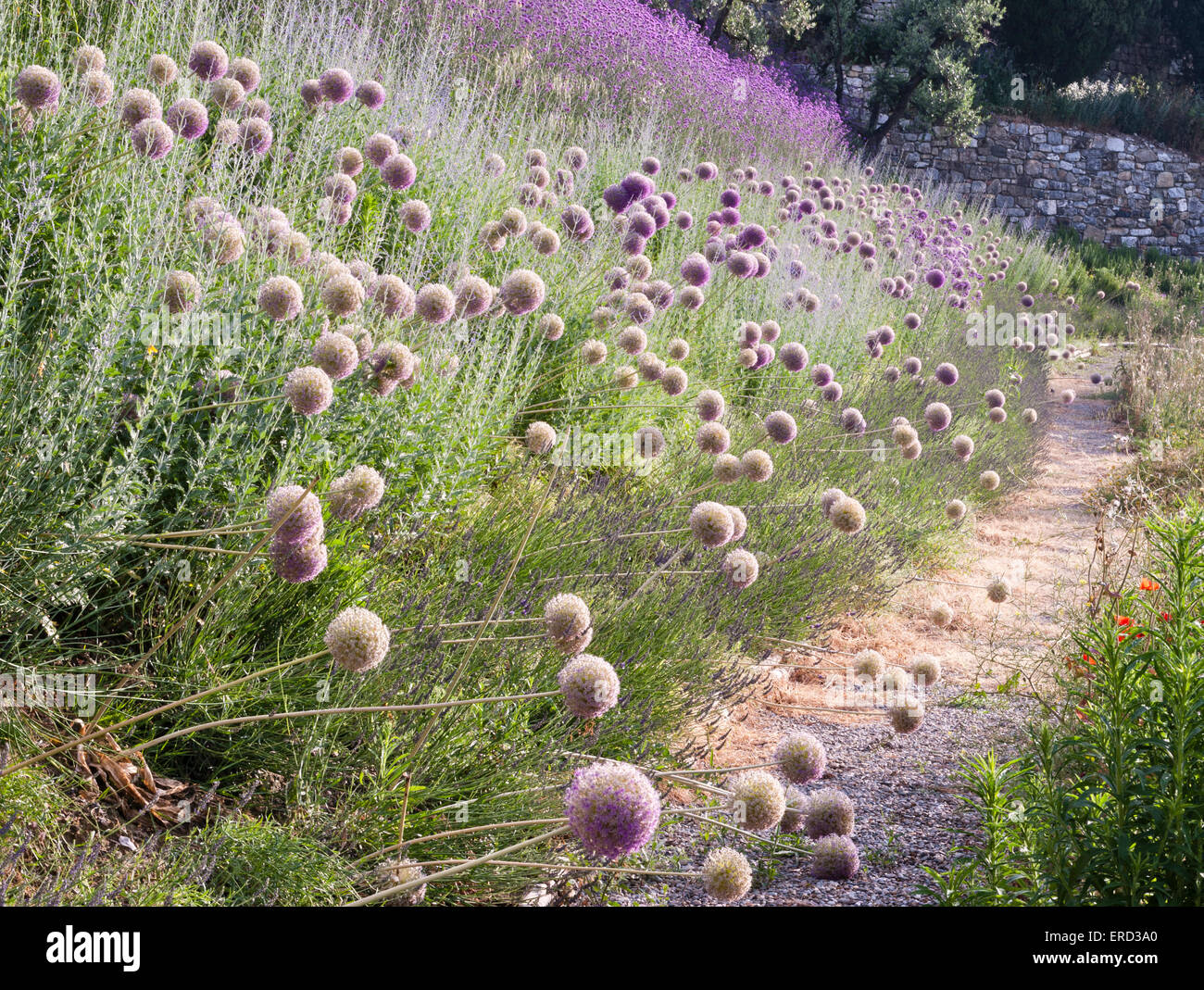 Castiglion del Bosco, Val d'Orcia, Toscane, Italie. De plus en plus Allium dans les jardins qui entourent cet hôtel de luxe Banque D'Images
