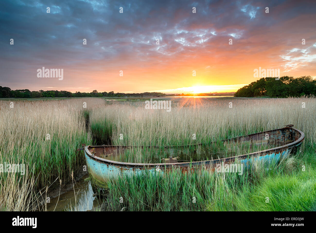 Un vieux bateau dans des roseaux à Poole Harbour, sur la côte du Dorset Banque D'Images