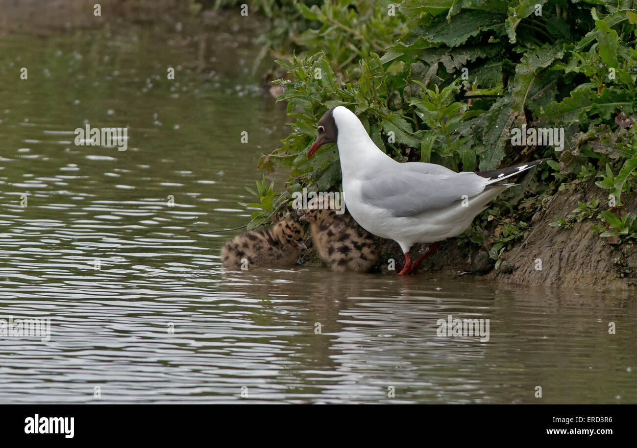 Parent Black-Headed Gull Larus ridibundus- avec les poussins. Au printemps. Uk Banque D'Images