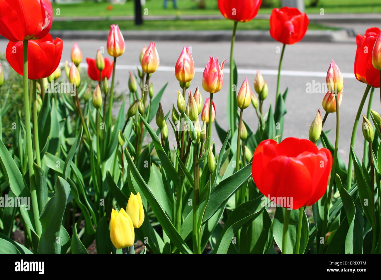 Tulipes rouges au printemps fleurs poussent dans city park Banque D'Images