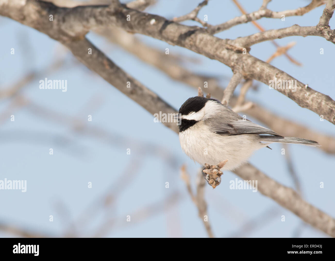 Petite Mésange Caroline prendre une sieste dans un chêne au soleil d'hiver Banque D'Images