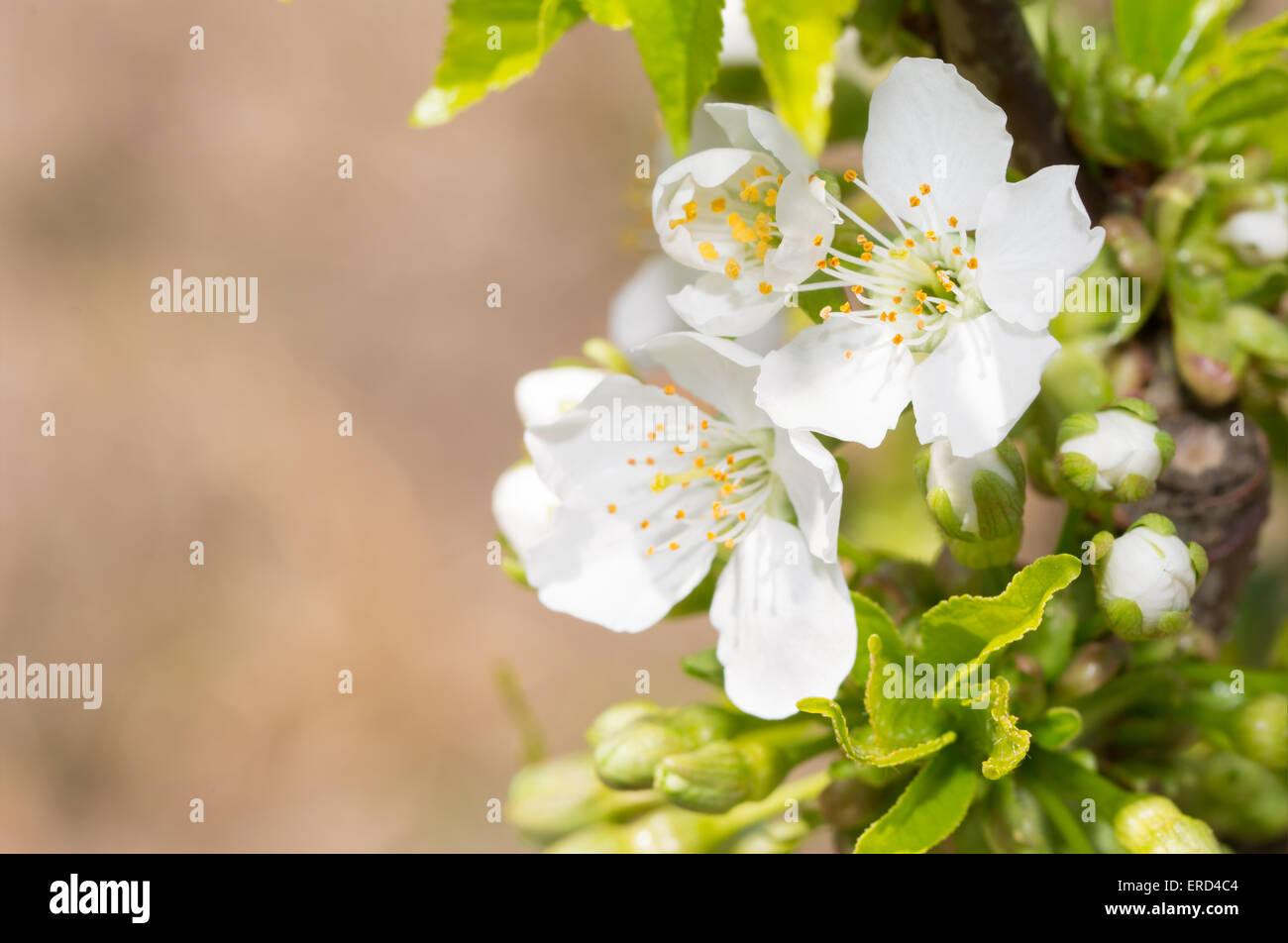 Pure white cherry fleurit en printemps Banque D'Images