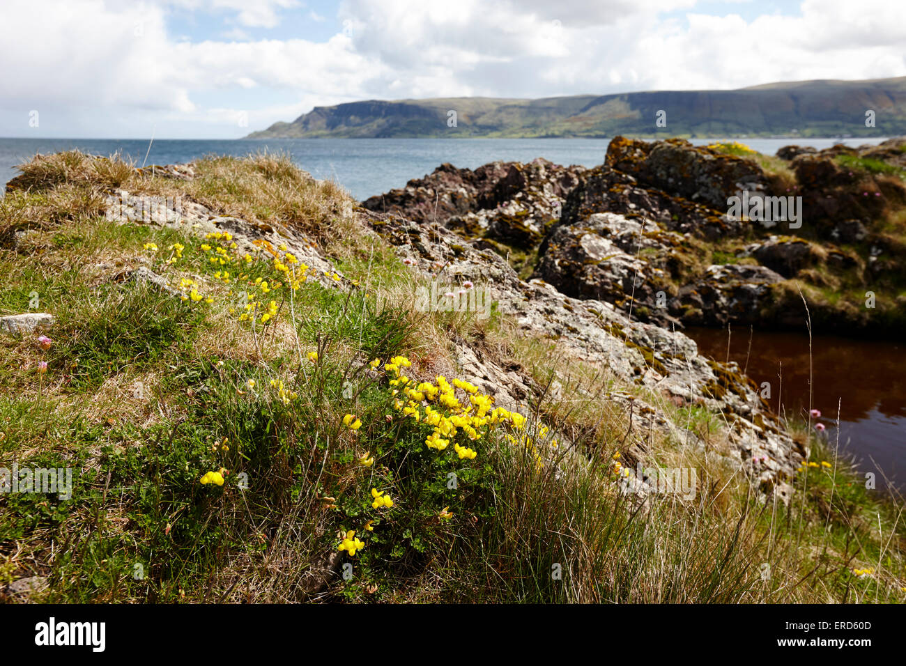 L'oiseau commun jaune Pieds de Lotus corniculatus lotier sur roches dacite à Limerick Cushendall point le comté d'Antrim en Irlande du Nord Banque D'Images