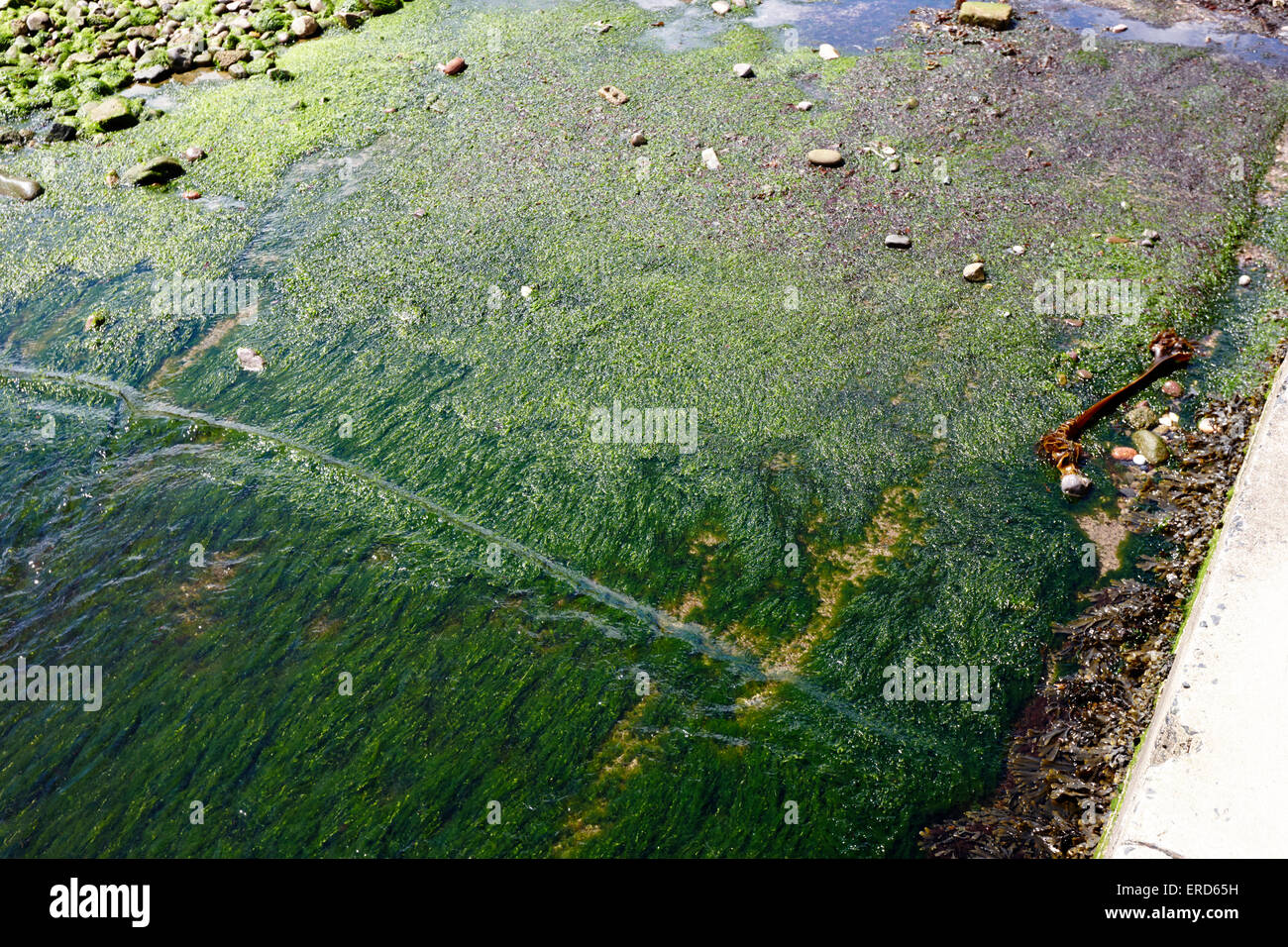 De plus en plus d'algues sur la cale de la jetée Cushendall le comté d'Antrim en Irlande du Nord UK Banque D'Images