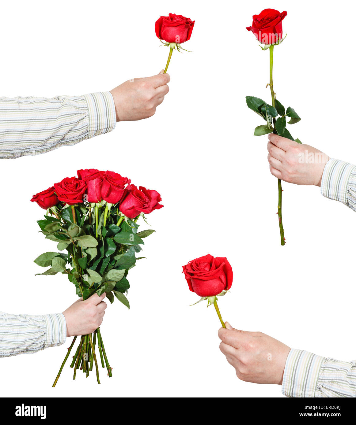 Ensemble de fleurs rose rouge dans la main isolé sur fond blanc Banque D'Images