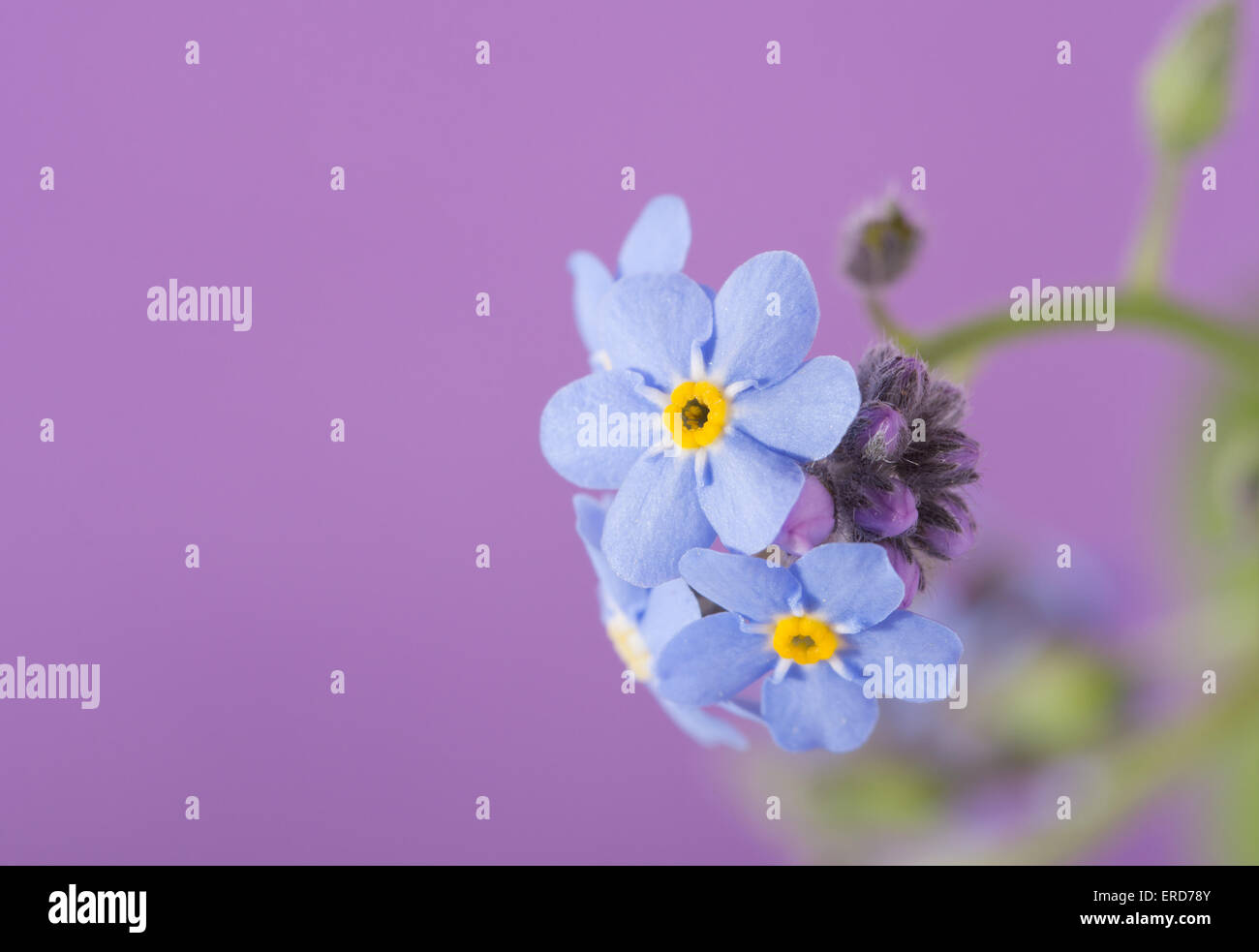 Bleu Dainty forget-me-not fleur sur fond violet Banque D'Images