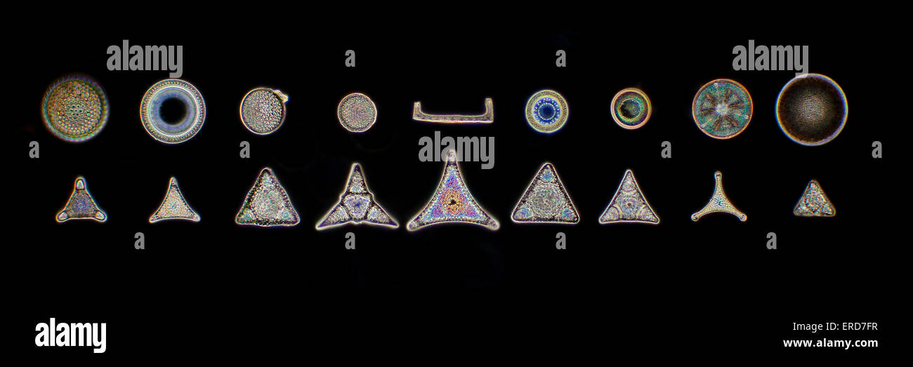 Darkfield photomicrographie, combustibles les diatomées, Lomita USA, choix varié de formes Banque D'Images
