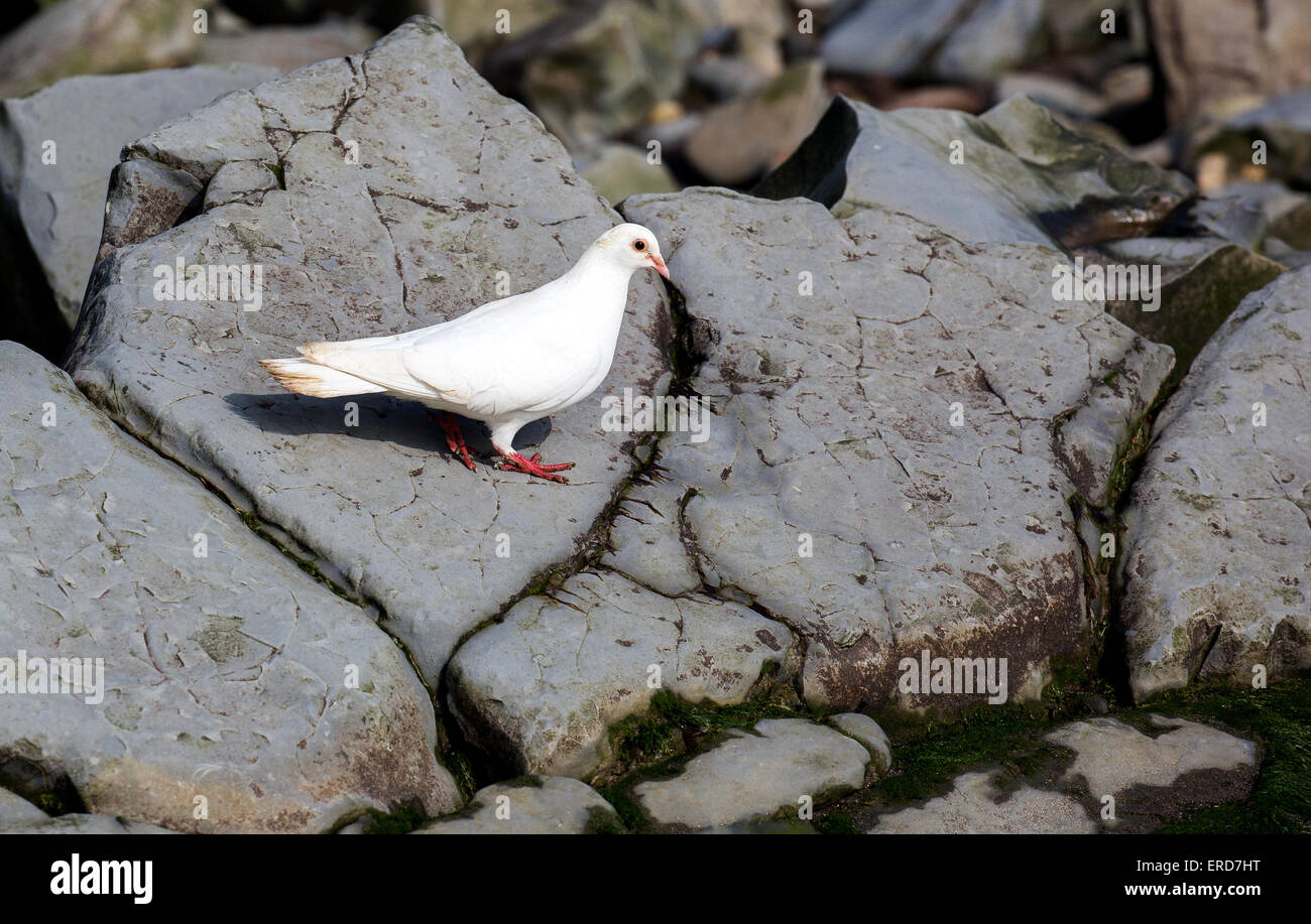 Colombe blanche sur ardoise roches sur le bord de la mer dans le Somerset UK Banque D'Images