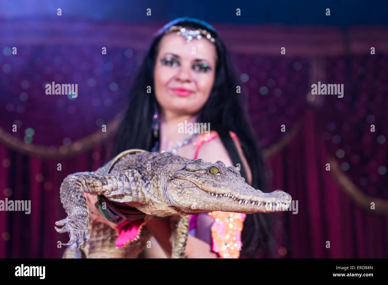 Portrait d'Exotic Dark Haired danseuse du ventre portant des costumes lumineux Holding Petit Crocodile En Étant Debout sur scène avec Curt rouge Banque D'Images