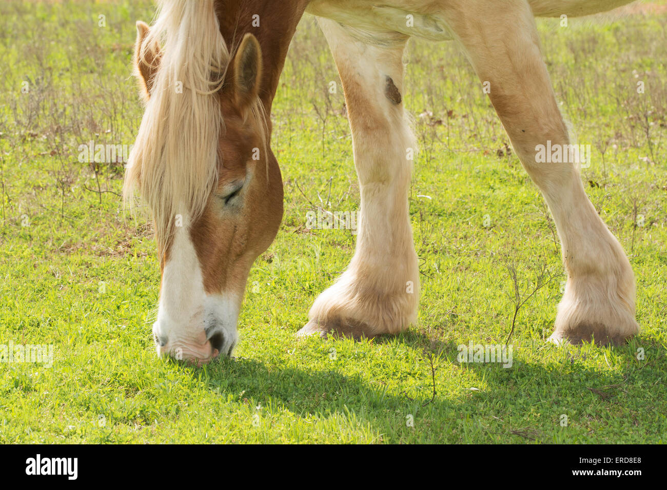 Cheval de Trait Belge blonde le pâturage dans le soleil du printemps Banque D'Images