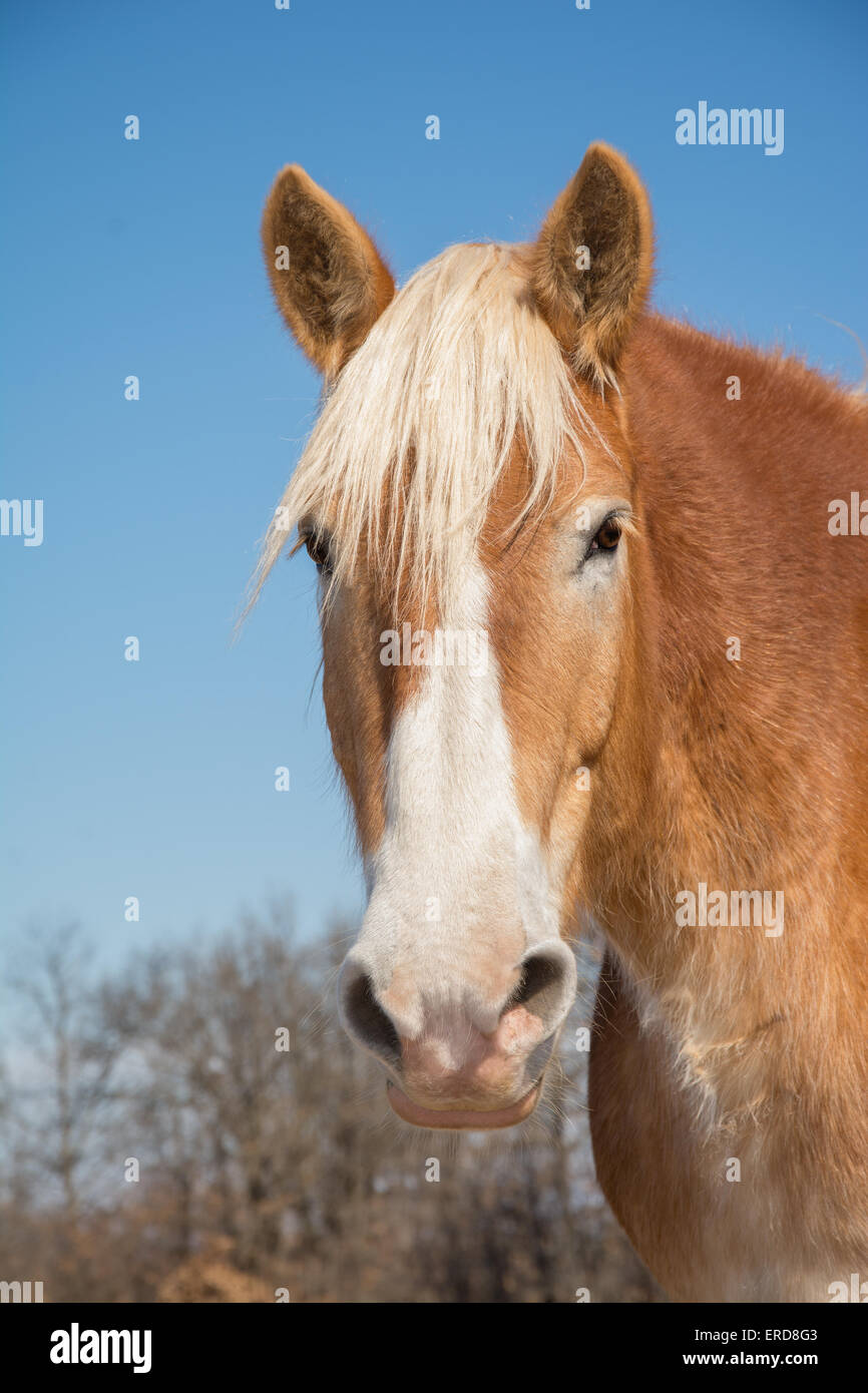 Beau cheval de trait belge sur la tête, regardant le spectateur avec une douce expression Banque D'Images