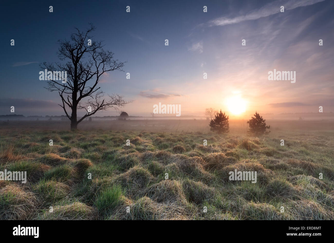 Lever de soleil sur misty marsh avec vieil arbre, Drenthe, Pays-Bas Banque D'Images