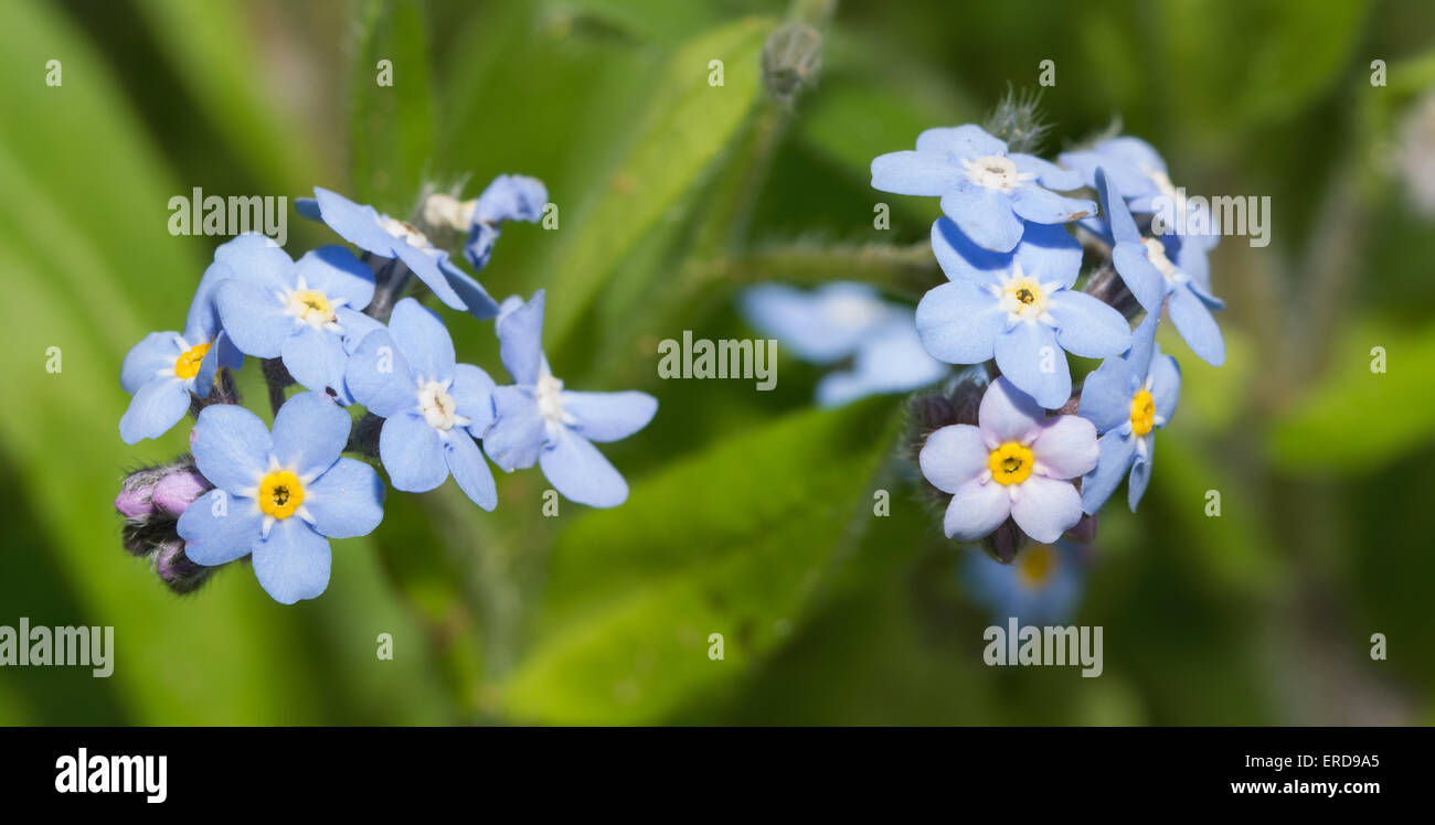Myosotis forget me not flowers flower garden spring blue Banque de  photographies et d'images à haute résolution - Alamy