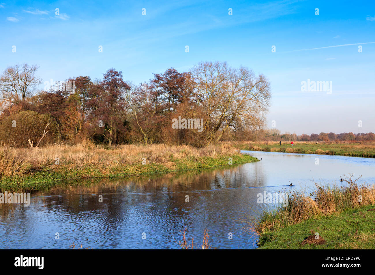 Rivière paisible Wey en hiver, Pyrford : typique belle et paisible campagne du Surrey et les paysages ruraux, la fin de l'automne couleur Banque D'Images