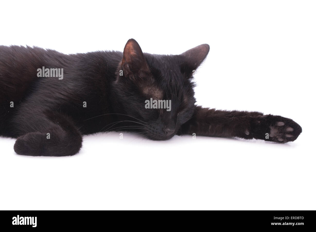Chat noir sur blanc, endormi dans un studio Banque D'Images