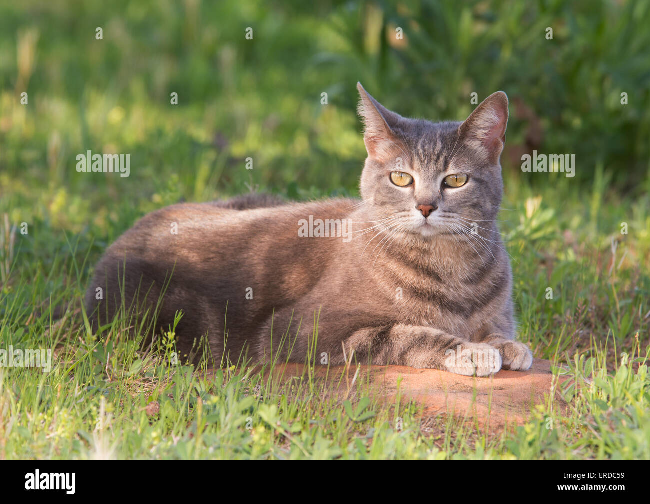 Bleu tabby cat dans une ombre partielle au printemps Banque D'Images