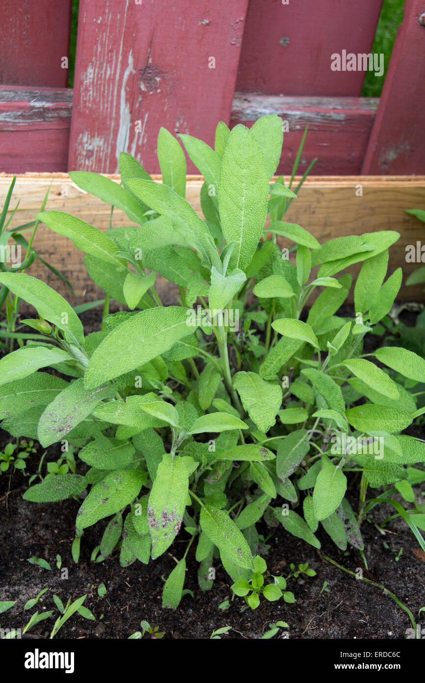 Sauge bio sains aux herbacées dans jardin Banque D'Images