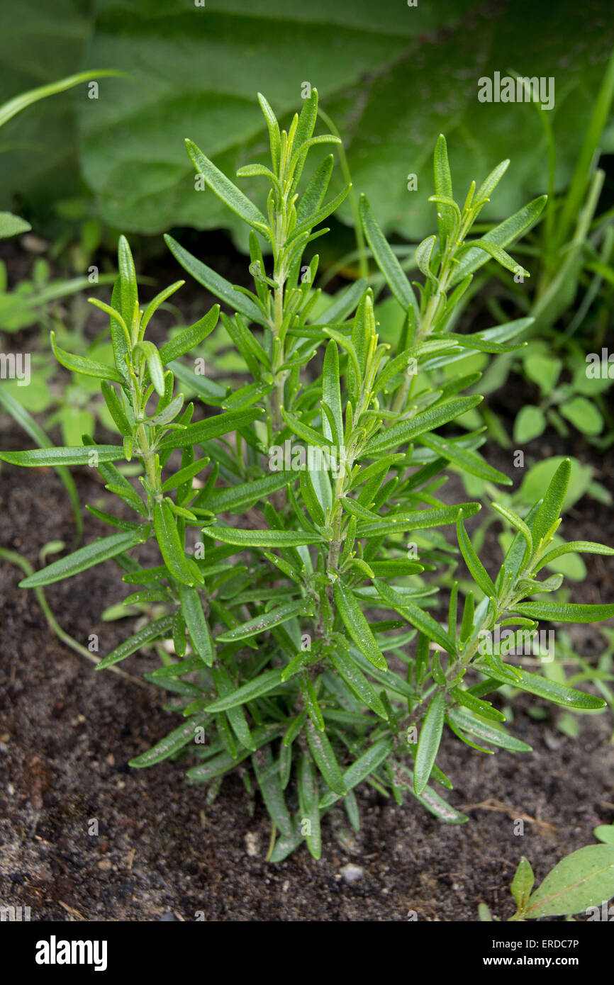 Romarin bio sains aux herbacées dans jardin rosmarinus officinalis Banque D'Images