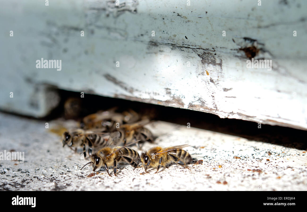 Close up of les abeilles de ruche au trou Banque D'Images