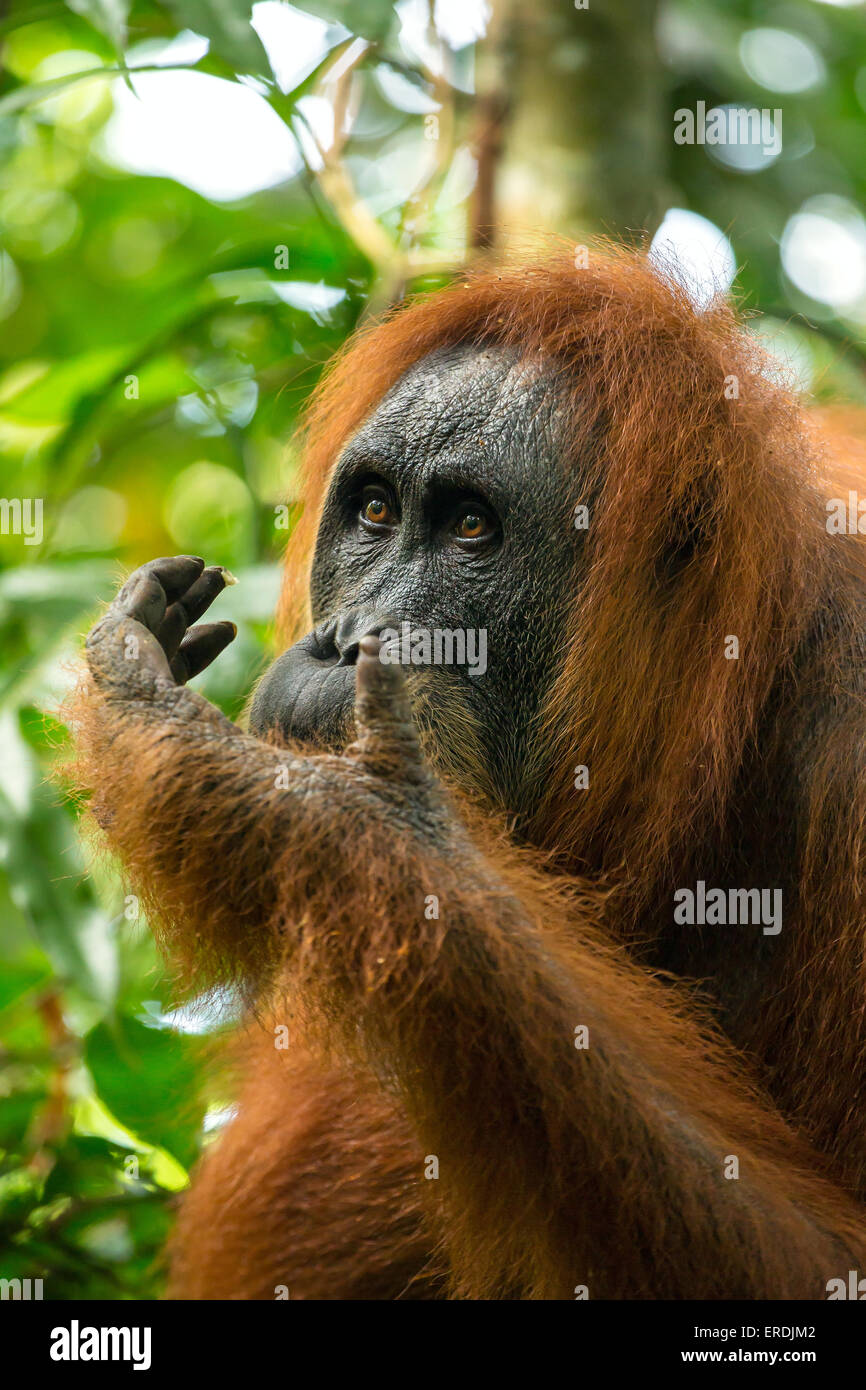 Portrait de l'orang-outan femelle en parc national de Gunung Leuser, Sumatra, Indonésie Banque D'Images