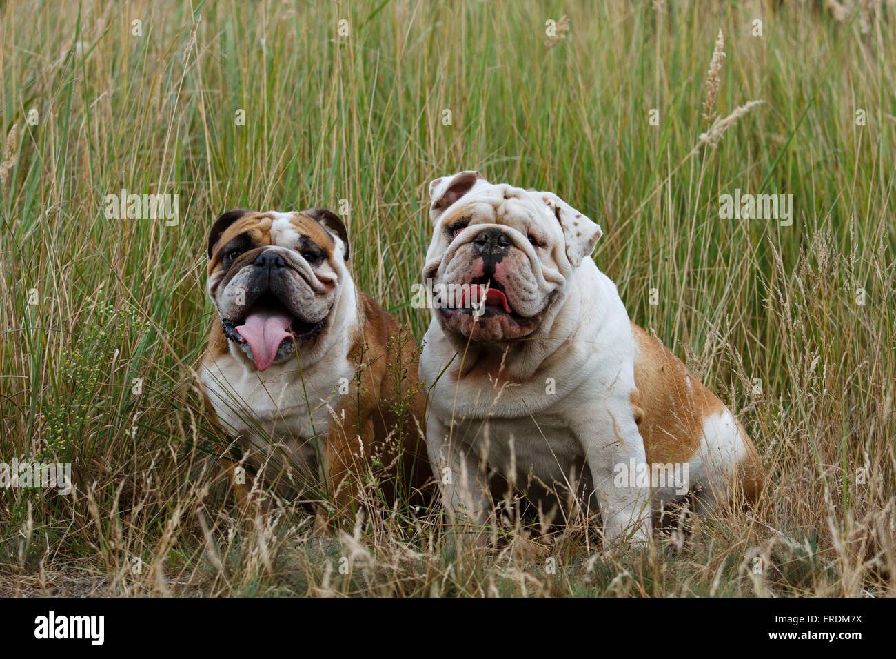 Bulldogs anglais Banque D'Images