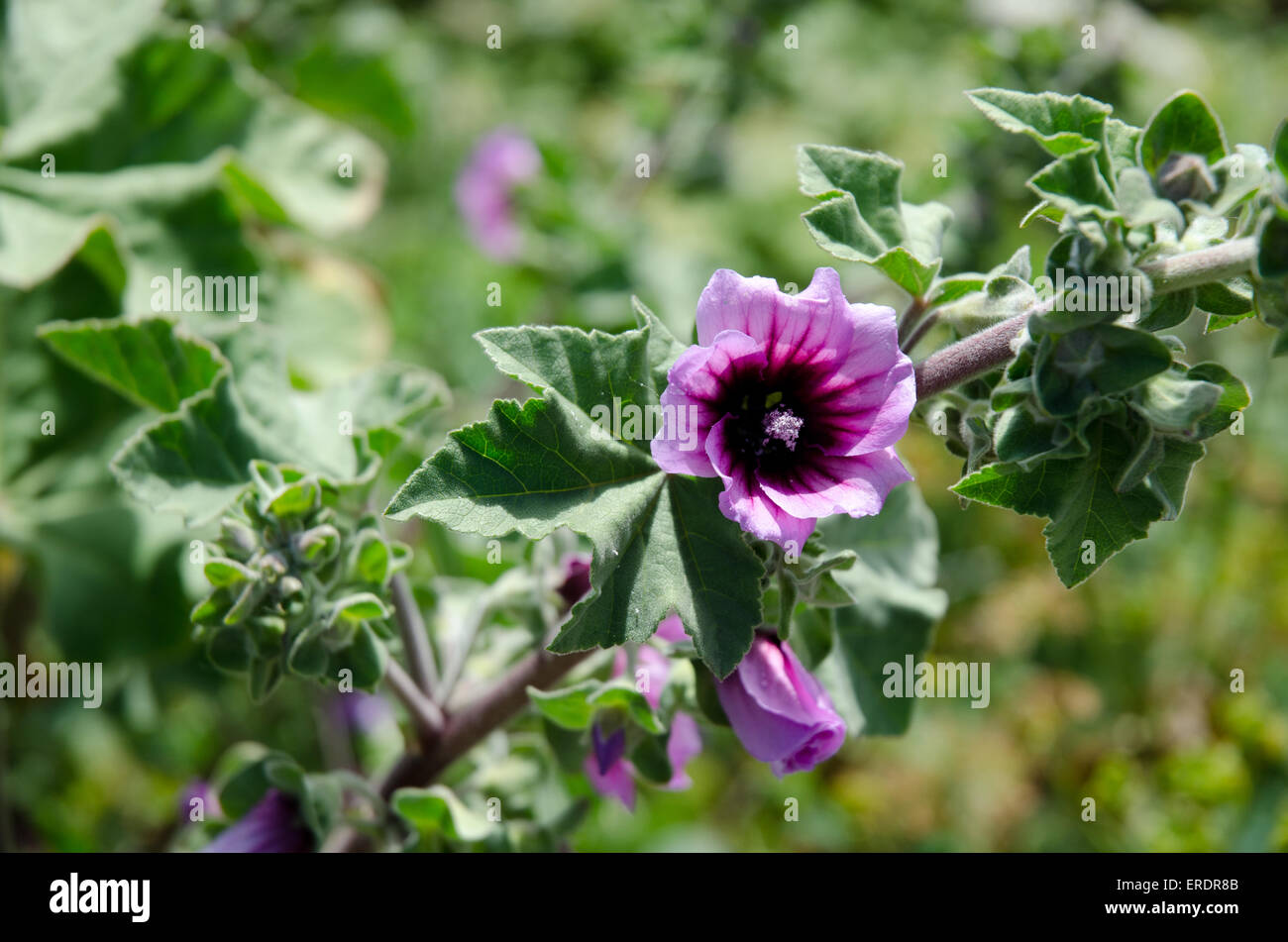 Malva arborea - (Lavatera arborea) - Tree Mallow Banque D'Images