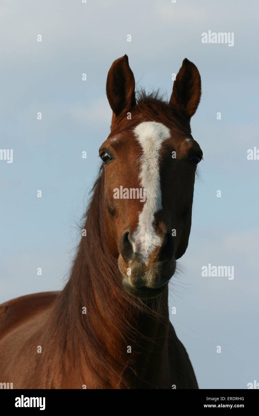 Portrait warmblood Brandebourg Banque D'Images