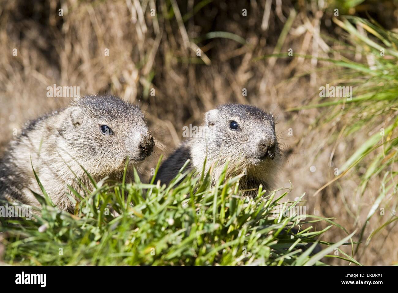 Marmottes alpines Banque D'Images